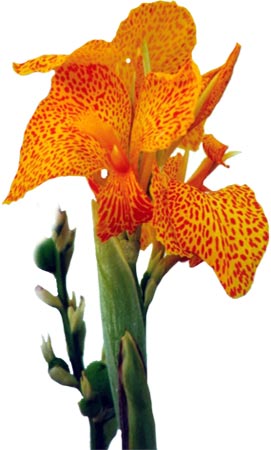 Publikation-iris-steinbach