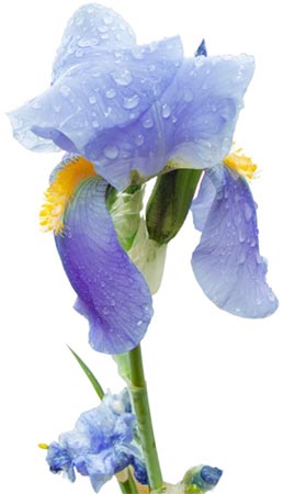 Iris-Steinbach-Medizinsoziologin